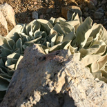 JONATHAN MEYER, fn 2582 - psili ammos, 2011